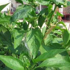 The Good, the Bad and the Ugly Image